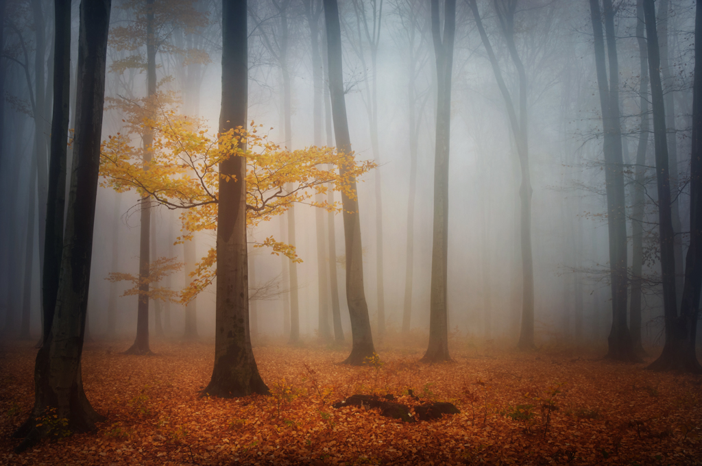 How to do Breathtaking Forest Photography - Phowd