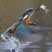 How to Photograph Birds in Five Easy Steps